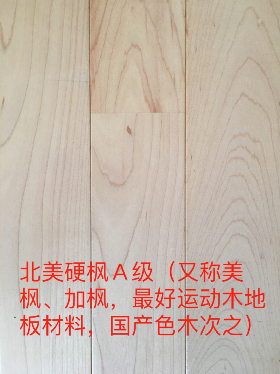 北美硬枫A级