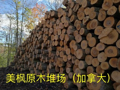 体育运动木地板,体育木地板,运动木地板厂家